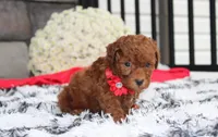 Simba, a male Bichpoo for sale in Millersburg, OH – 7 of 8