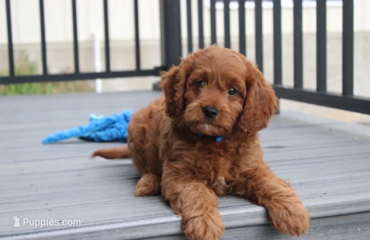 Major  – Cavapoo puppy for sale in Millersburg, OH