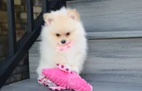 Ruby, a female Pomeranian for sale in Millersburg, OH – 5 of 7