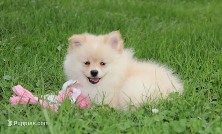 Layla – Pomeranian puppy for sale in Millersburg, OH