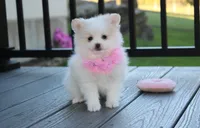 Marshmallow , a female Pomeranian for sale in Millersburg, OH – 6 of 9