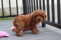 Lily, a female Cockapoo for sale in Millersburg, OH – 5 of 6
