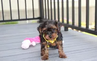 Evelyn , a female Yorkipoo for sale in Millersburg, OH – 2 of 4