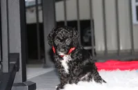 Bobby, a male Poodle - Miniature  for sale in Millersburg, OH – 7 of 9
