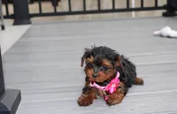 Ella , a female Yorkipoo for sale in Millersburg, OH – 6 of 7