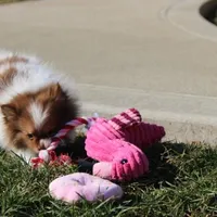 Lily, a female Pomeranian for sale in Millersburg, OH – Photo 6 of 10