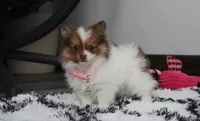 Lily, a female Pomeranian for sale in Millersburg, OH – Photo 1 of 10