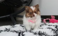 Lily, a female Pomeranian for sale in Millersburg, OH – Photo 8 of 10