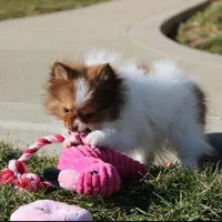 Lily, a female Pomeranian for sale in Millersburg, OH – Photo 3 of 10