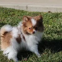 Lily, a female Pomeranian for sale in Millersburg, OH – Photo 5 of 10
