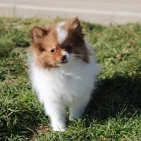 Lily, a female Pomeranian for sale in Millersburg, OH – Photo 1 of 10