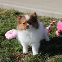 Lily, a female Pomeranian for sale in Millersburg, OH – Photo 9 of 10
