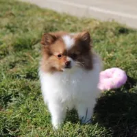 Lily, a female Pomeranian for sale in Millersburg, OH – Photo 10 of 10