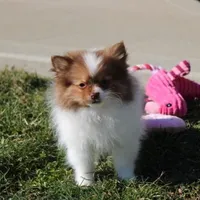 Lily, a female Pomeranian for sale in Millersburg, OH – Photo 8 of 10