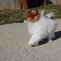 Lily, a female Pomeranian for sale in Millersburg, OH – Photo 7 of 10