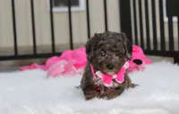 Brinley , a female Poodle - Miniature  for sale in Millersburg, OH – 2 of 7