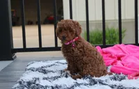 Sally, a female Poodle - Miniature  for sale in Millersburg, OH – 5 of 10