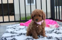 Sierra , a female Poodle - Miniature  for sale in Millersburg, OH – 5 of 7
