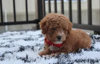 Kirian, a male Bichpoo for sale in Millersburg, OH – 6 of 9