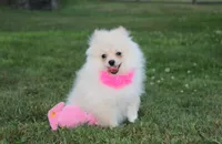Ruby, a female Pomeranian for sale in Millersburg, OH – 7 of 7