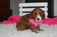 Macy, a female Cavapoo for sale in Millersburg, OH – 4 of 6