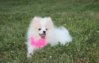 Roxy, a female Pomeranian for sale in Millersburg, OH – 7 of 7