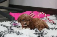 Gracie , a female Cockapoo for sale in Millersburg, OH – Photo 7 of 7