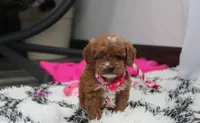 Gracie , a female Cockapoo for sale in Millersburg, OH – Photo 1 of 7