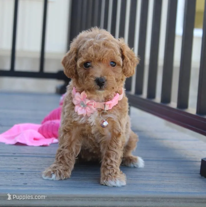Daisy, a female Bichpoo for sale in Millersburg, OH – Photo 1 of 7