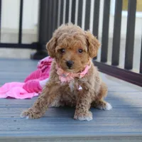 Daisy, a female Bichpoo for sale in Millersburg, OH – Photo 5 of 7