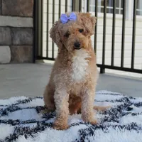 Daisy, a female Bichpoo for sale in Millersburg, OH – Photo 2 of 7