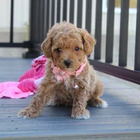 Daisy, a female Bichpoo for sale in Millersburg, OH – Photo 7 of 7