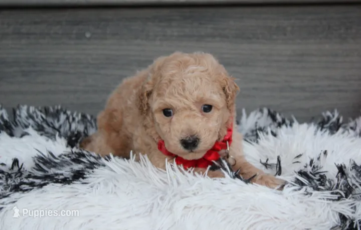 Kelby – Bichpoo puppy for sale in Millersburg, OH