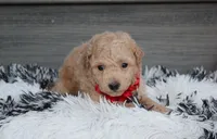 Kelby, a male Bichpoo for sale in Millersburg, OH – 1 of 6