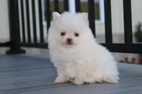Mochi, a male Pomeranian for sale in Millersburg, OH – 2 of 10