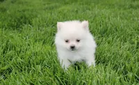 Cooper , a male Pomeranian for sale in Millersburg, OH – 4 of 7