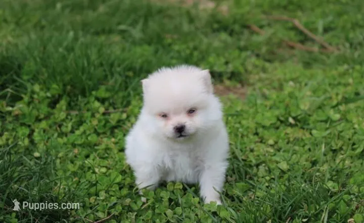 Cooper  – Pomeranian puppy for sale in Millersburg, OH