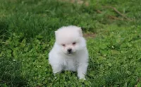 Cooper , a male Pomeranian for sale in Millersburg, OH – Photo 1 of 4