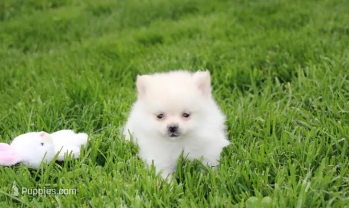 Cooper  – Pomeranian puppy for sale in Millersburg, OH