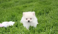 Cooper , a male Pomeranian for sale in Millersburg, OH – 1 of 7