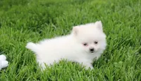 Cooper , a male Pomeranian for sale in Millersburg, OH – 5 of 7