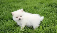 Cooper , a male Pomeranian for sale in Millersburg, OH – 7 of 7