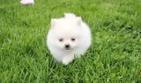 Cooper , a male Pomeranian for sale in Millersburg, OH – 3 of 7
