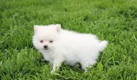 Cooper , a male Pomeranian for sale in Millersburg, OH – 2 of 7