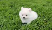 Cooper , a male Pomeranian for sale in Millersburg, OH – 6 of 7