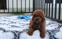 Simba, a male Poodle - Miniature  for sale in Millersburg, OH – 6 of 7