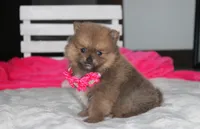 Zara, a female Pomeranian for sale in Millersburg, OH – 2 of 10