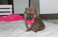 Zara, a female Pomeranian for sale in Millersburg, OH – 10 of 10