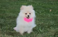 Ruby, a female Pomeranian for sale in Millersburg, OH – 3 of 7
