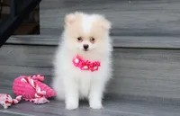 Roxy, a female Pomeranian for sale in Millersburg, OH – 4 of 7